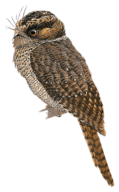 Archbold's Owlet-nightjar