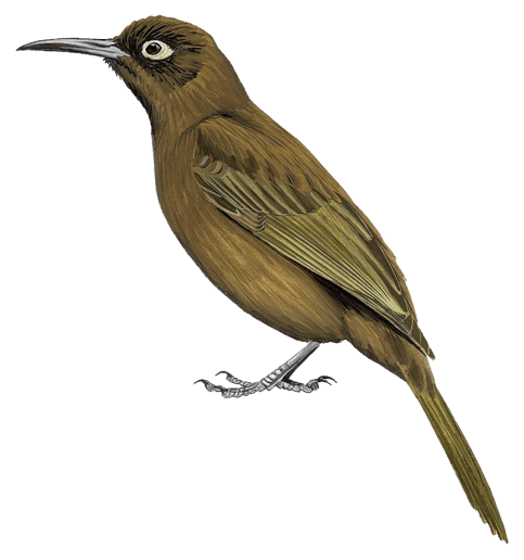 Bismarck Honeyeater