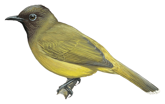 Blue-wattled Bulbul