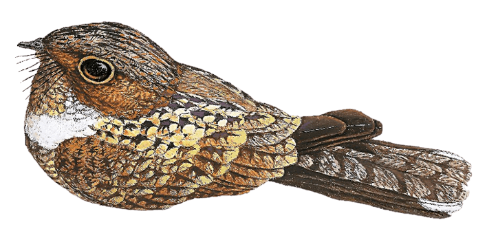 Cayenne Nightjar