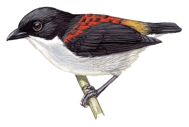 Cebu Flowerpecker