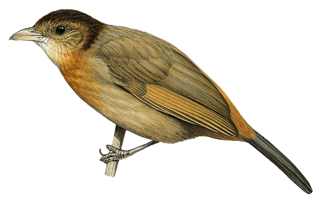 Chapin's Mountain-Babbler