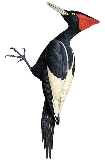 Imperial Woodpecker