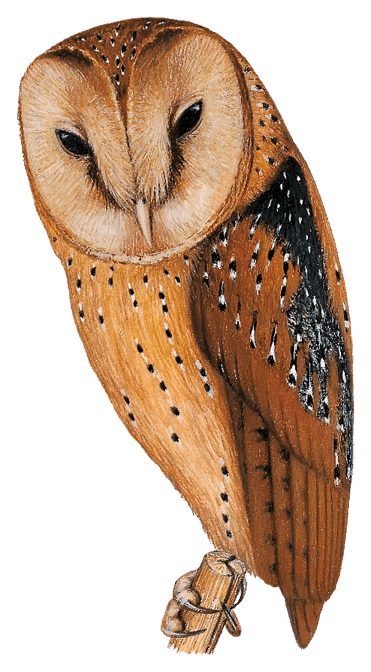 Itombwe Owl