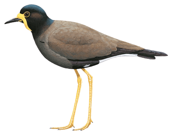 Javan Lapwing