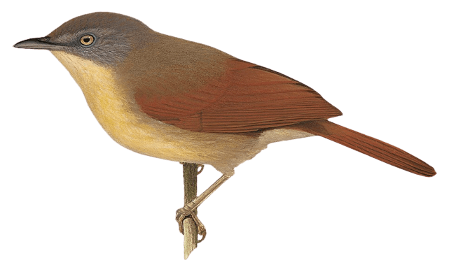 Kangean Tit-Babbler