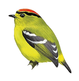 Kinglet Calyptura