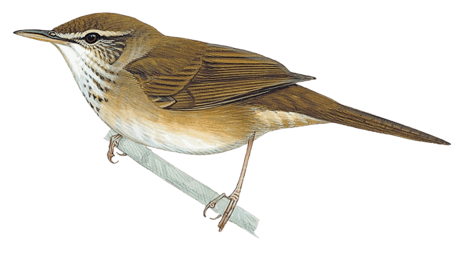 Long-billed Bush Warbler