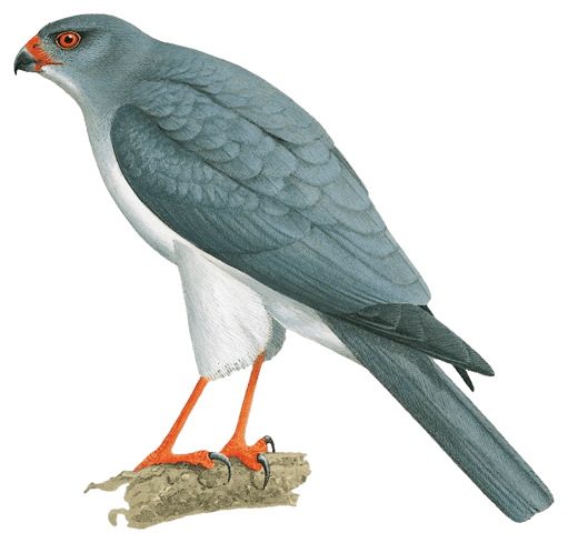 New Britain Goshawk