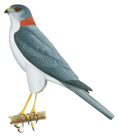 New Britain Sparrowhawk