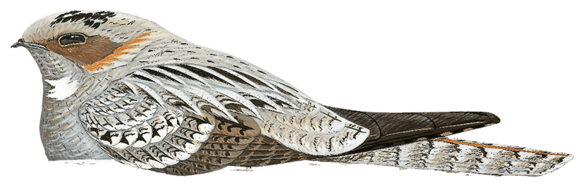 New Caledonian Nightjar