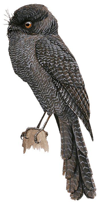 New Caledonian Owlet-nightjar