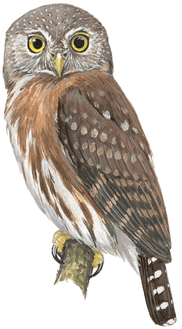 Pernambuco Pygmy-Owl