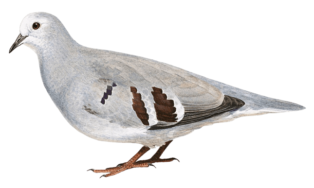 Purple-winged Ground Dove