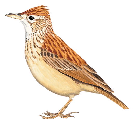 Russet Lark