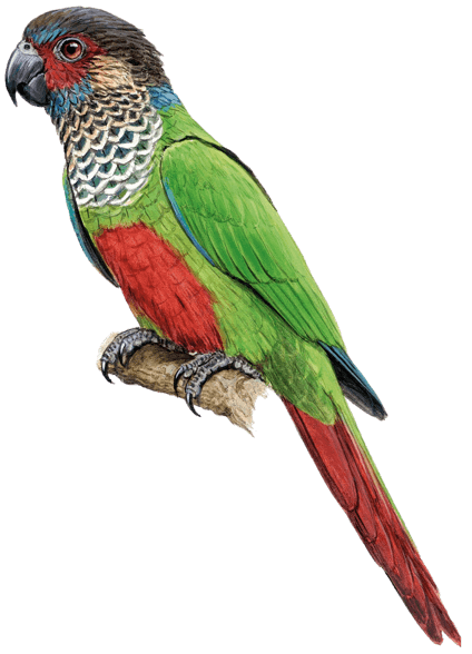 Sinú Parakeet