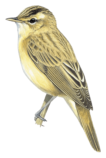 Streaked Reed Warbler