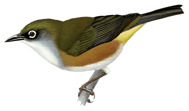 White-chested White-eye