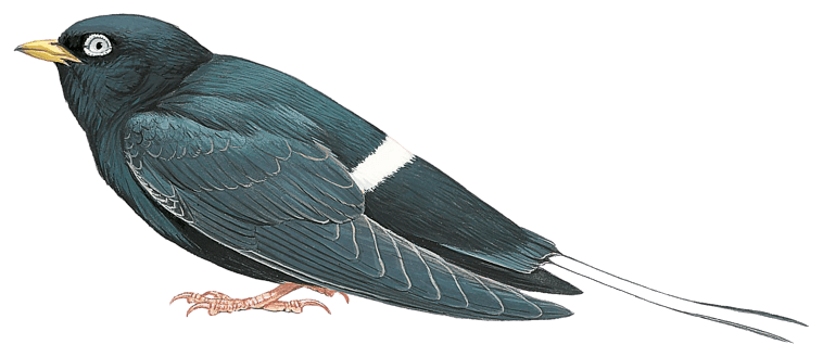 White-eyed River Martin