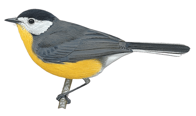 White-faced Redstart