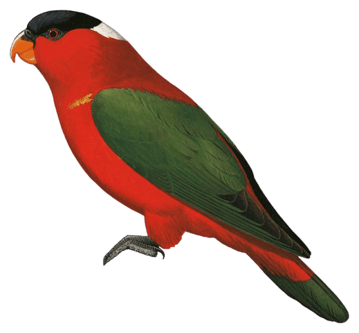White-naped Lory