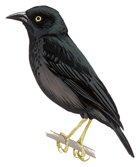 Yellow-legged Weaver