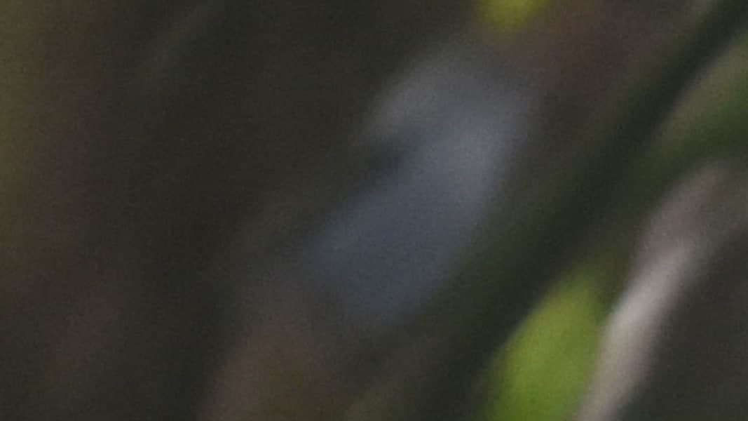 Broad-billed Fairywren by Daniel Hoops